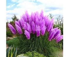 Luojuny Semi ornamentali, 350Pcs Semi di piante resistenti al freddo Germinazione rapida Semi di erba di pampa multicolore Semi ornamentali per esterni Viola Semi di erba di pampa