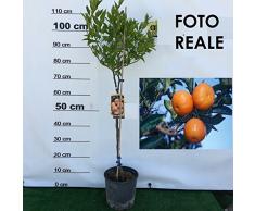 PIANTA DI CLEMENTINO ALBERO DI MANDARINO CLEMENTINO IN VASO 18CM agrumi di sicilia h 120cm AMDGarden