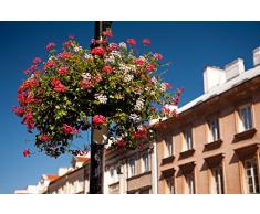 Geranio a foglia di ederaSpeedy mixed; geranio a cascata - semi