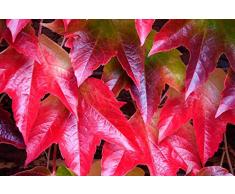 Zumari New Fresh 100 semi di piante di edera rossa