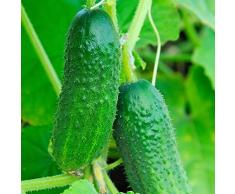 Cetrioli semi di Julian F1 - Cucumis sativus