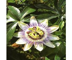 TROPICA - Passiflora di maracujá (Passiflora edulis) - 40 Semi- Piante rampicanti