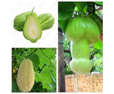 Impianti allaperto giardino ornamentale zucca Chayote semi Bonsai Pianta in vaso Verde Frutta verdura sementi di alta nutrizione 10 pezzi