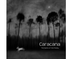 Buxus Sempervirens/Flitter Dance