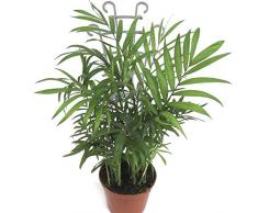 SH - Confezione da 6 graticci da Giardino per Piante rampicanti, 25,4 cm, in plastica, graticcio rampicante, per Verdure, Verdure, Fiori, Rose, cetrioli, Supporto
