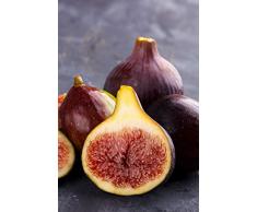 Pianta di fico Albero di Fico pianta vera di fichi età 2 anni Albero di fico in vaso venduta da eGarden.store (Brogiotto Nero)