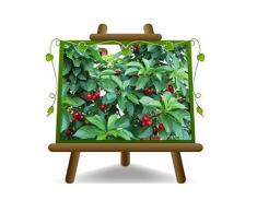 Ciliegio Nano Pianta innestata su Portainnesto: Franco Altezza: 100-120 cm Età: 4 anni Vaso: 24/26 cm