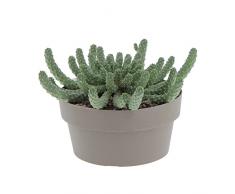 KENTIS - Euphorbia Inermis - Piante Grasse Succulente Vere da Interno - Pianta Ornamentale di Facile Cura - Vaso Ø 20 cm
