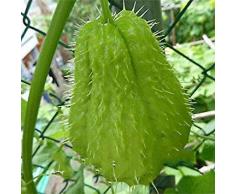 Potseed Germinazione I Semi: Chayote Seme in Vaso Balcone Frutta Verdura Seme