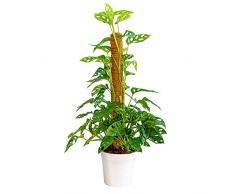 Bonplants Monstera Adansonii Monkey Mask, Pianta Vera da Interni, Rampicante Purificatrice (Vaso 19 cm - Altezza 90 cm con tutore)