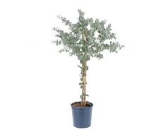 KENTIS - Eucalyptus Gunnii - Alberello Eucalipto - Piante Vere da Esterno Resistenti - Pianta da Giardino Antizanzara - H 75-85 Vaso Ø 17 cm