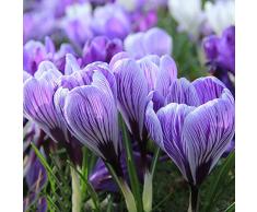 Bulbi Zafferano Da Piantare Piante Da Interno Vere Bonsai Vero Bulbi Fiori Perenni Da Esterno Fiori Da Piantare Piante Aromatiche Attrae Gli Uccellini Delle Api Crocus Tuberi 2pezzi