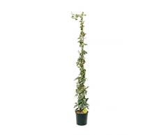 Plantì Hedera Algeriensis Glorie de Marengo vaso da 19cm altezza 150cm. Piante da giardino Edera rampicante, piante da esterno vere e piante rampicanti da esterno. 6 mesi di concimazione con Plantì.