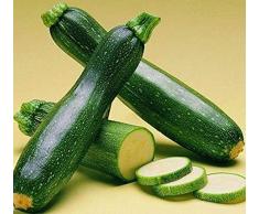 20Pezzi Semi di zucchine Green Snella Summer Squash Heirloom Zucchine Seme per giardinaggio Verdura Outdoor Tutto lanno Piantare