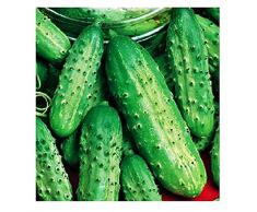 Lovelegis Semi Cetriolo Piccolo di Parigi Sel Foggianello Cucumis Sativus Semi agricoli Cetrioli Piccoli 150 Sementi Circa Sapore Delicato Croccante Insalata Ortaggio Coltura Fresco Speciale