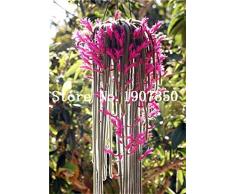 GETSO 100 Pezzi pianta rampicante Echinopsis tubiflora Pianta dei Bonsai raro Fiore perenne Ornamentale Mini pianta grassa: 9