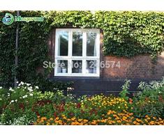 Sementi di fiori Boston semi di edera 50PCS pianta verde giardinaggio domestico scalare una parete asso