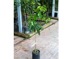 Pianta di pompelmi Albero pompelmo bianco