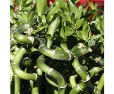 Bambù fortunato Bamboo Pianta Caracsia Bonsai Piante decorative Piccole piante verdi Piante da interno Pulizia dellaria Bamboo Piante balcone 50pezzi