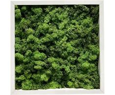Quadro Pianta Disidratata per Interno o Esterno, Parete Verde Quadretto Likene Naturale Disidratato Decorativa, Pianta Finta Soggiorno Camera Cucina Salotto Ufficio