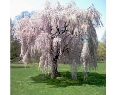 Nuovo arrivo!!! 20 pz fontana piangente ciliegio, giardino domestico di DIY Albero Nano, ornamentale-pianta semi di albero bonsai sakura per la casa