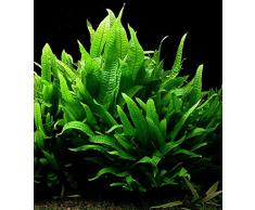Pianta acquatica vera per acquario, tipo: felce di Giava (Microsorium pteropus)