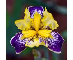 10 pezzi bulbi di iris viola con nucleo giallo bulbi di fiori cimelio pianta bonsai indoor e ourdoor adatto per principianti