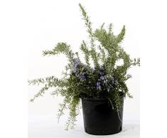Pianta verde da esterno ROSMARINO PROSTRATO PROFUMATO ornamentale Ø 14 cm - h 35 cm