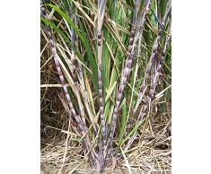 10 seeds of Saccharum Officinarum Sugar Dog: Only Seeds
