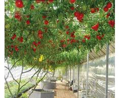 nulala Semi di pomodoro albero italiano, 20pcs Tomato TreeSeeds, pianta in vaso, pianta dellalbero, semi di verdure speciali per abbellire il giardino di casa