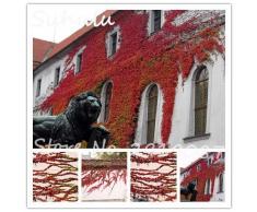 Misto: nuovo arriva!Semi di piante rampicanti di edera rossa rara 200 Semi/Borsa Pianta strana verde in vaso Semi di bonsai da esterno Boston