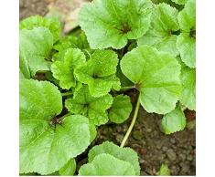 Semi di malva cinese 2500+ Malva verticillata Organica Non-OGM Verdura verde Erba per giardino domestico Giardino Esterno Piantagione di fattoria