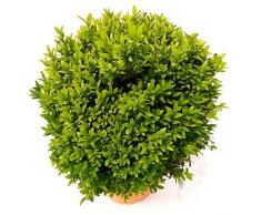 POWERS TO FLOWERS - BUXUS SEMPERVIRENS A FORMA DI PALLA XXL, pianta vera