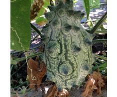 SEMI CETRIOLI 2 VARIETA-CETRIOLO AFRICANO (KIWANO)-CETRIOLINI PER AGRODOLCE O SOTTACETO