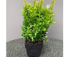 BUXUS SEMPERVIRENS │ Bosso │ 6 Piante sempreverdi in vaso Ø 17 cm