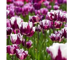 Bulbi Tulipani Di Fiori Perenni Rustici Tulipani Esotici Fiori Decorazione Ornamentali Bulbi Piante Da Balcone Fioriere Da Giardino Mazzo Di Fiori Da Giardino 10 Bulbi Di Tulipano Viola Bianco
