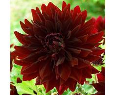1x Dalia bulbo Piante decorative Bulbi fiore estate Pianta giardino Dalia decorative nera Dahlia Black