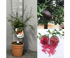 SAVINI VIVAI Pianta di Limone Caviale Rosso Albero di Agrumi Finger Lime Limone ad Alberello in Vaso 20 cm alta 50-70 cm 2 Anno di Innesto Made Italy