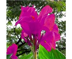 2 Pezzi Canna Lampadine Viola Canna Giglio Bulbi Di Fiori Bella Bulbi Da Fiore Semi Di Fiori Rari Perenne Giardino Vaso Di Fiori Plantt Per Giardino Di Casa Canna Bulbi Di Giglio