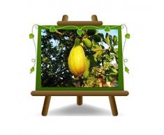 Fico Lungo del Portogallo Pianta da frutto su vaso da 26 - albero max 200 cm -4 anni