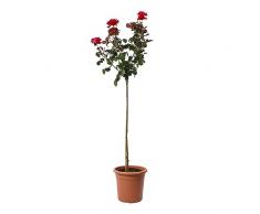 KENTIS - Rose Rosso Scuro Alberello - Piante Vere Fiorite da Esterno - Rose Vere in Vaso - Pianta Decorativo da Giardino - H 180-190 cm Vaso Ø 22 cm