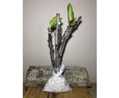 Talea di fico Bianco/pianta/albero 4pz origine Aspromonte/RESISTENTE AL GELO/VARIETA ANTICA/AUTOCTONA