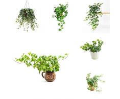 Semi di edera/Pianta di edera,Piante rampicanti Resistenti allinverno,Piante da giardino Resistenti allinverno Perenni,Piante da appartamento di edera,Piante da giardino roccioso-150pezzi