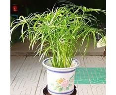 Haloppe 30Pcs Cyperus Alternifolius Fiori Piante Semi per la piantagione del Giardino Domestico, Cyperus Alternifolius Semi Pianta acquatica Semi-acquatica Pond Garden Decor Semi di Cyperus Alternifo