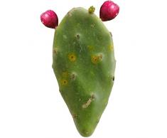 5pz Pianta grassa pala fico dindia frutti rossi - Opuntia Stricta o Dilleni