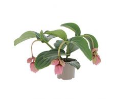 KENTIS - Medinilla Magnifica - Piante Vere Tropicali da Appartamento - Pianta Fiorita Ornamentale Pendente da Interno - Vaso Ø 17 cm