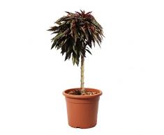 KENTIS - Pesco Nano Crimson Bonfire - Piante Vere da Giardino - Pianta da Frutto per Esterno - Vaso da Coltura Ø 24 cm