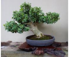 25 coreano bosso Seeds - Buxus Microphylla Koreana - Bonsai