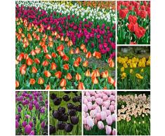 Bulbi Tulipani Da Fiore Perenni Resistenti AllInverno Bulbi Ornamentali Decorazione Giardino Per Balcone Esterno Decorazione Floreale Piante In Vaso Resistenti 20 Bulbi Di Tulipano Multicolore