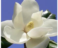 Magnolia grandiflora, esotico albero in fiore FRAGRANT FIORE pianta rara, 15 semi